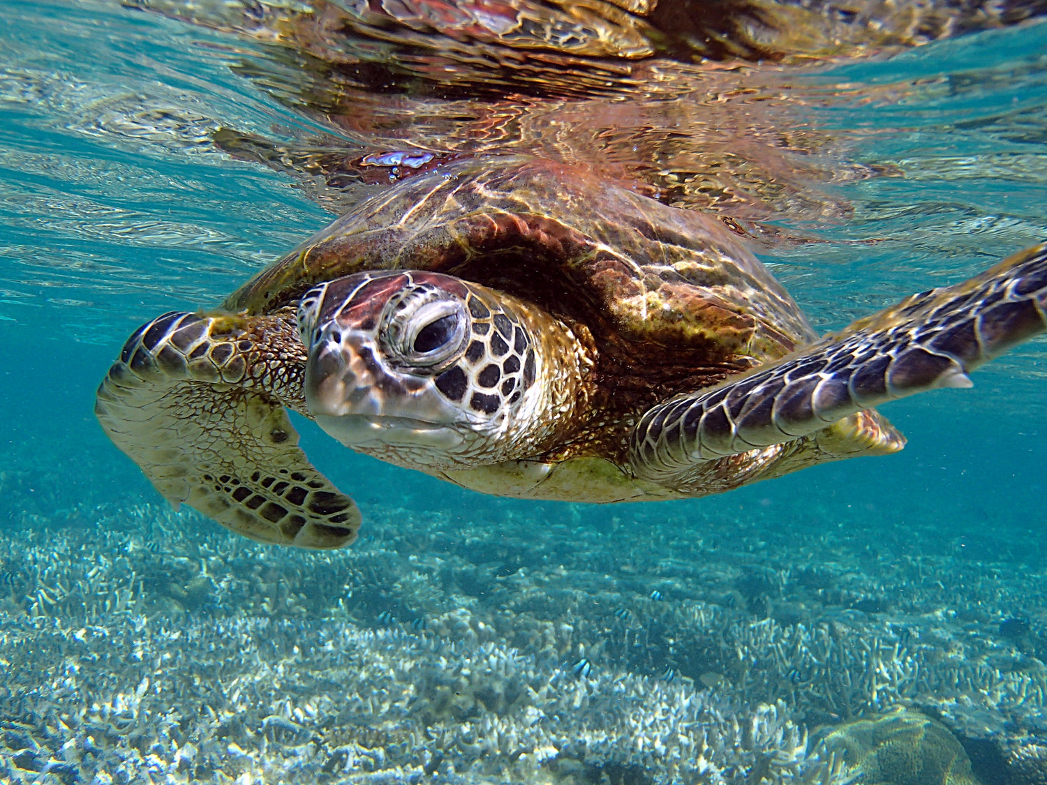 Subscribe Save The Turtle Tribe subscribe-save-the-turtle-tribe